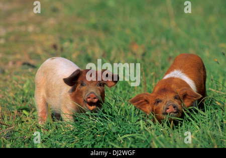 Rotbuntes Husumer Protestschwein, Dänisches Protestschwein, Deutsches Sattelschwein Rotbuntes Husumer Schwein Stock Photo