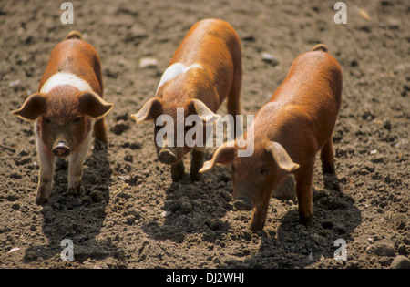 Rotbuntes Husumer Protestschwein, Dänisches Protestschwein, Deutsches Sattelschwein Rotbuntes Husumer Schwein Stock Photo