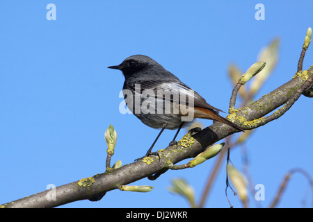 Black Redstart, Male, Phoenicurus ochruros Stock Photo