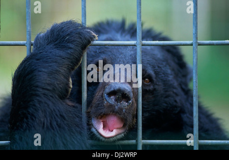 Asian black bear (Ursus thibetanus), moon bear, white-chested bear, Zoo: Kragenbär hinter Gitter, Kragenbär, Asiatischer Schwarz Stock Photo