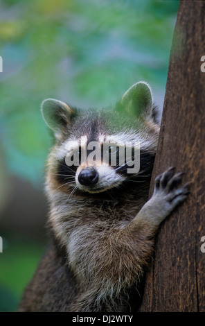 common raccoon, North American raccoon, northern raccoon, Waschbär (Procyon lotor), Nordamerikanischer Waschbär, Stock Photo
