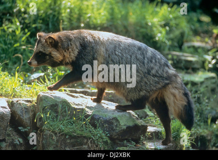 raccoon dog (Nyctereutes procyonoides), Marderhund (Nyctereutes procyonoides), Enok Stock Photo