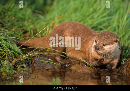 oriental small-clawed otter (Aonyx cinerea), Asian small-clawed otter, Zwergotter (Aonyx cinerea), Kurzkrallenotter Stock Photo