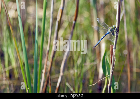 Emperor Dragonfly, Anax imperator Stock Photo