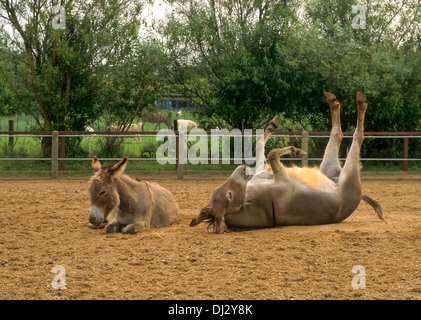 miniature donkeys, paddock, donkey dust bath in the coupling, Esel, Zwergesel, in der Koppel, Esel Staubbad, in der Koppel, Stock Photo