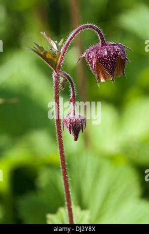 Geum rivale, Water Avens Stock Photo