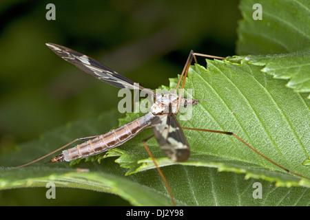 Tipula maxima, Crane fly Stock Photo