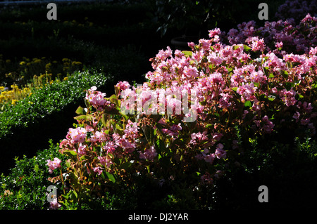 Begonias Stock Photo