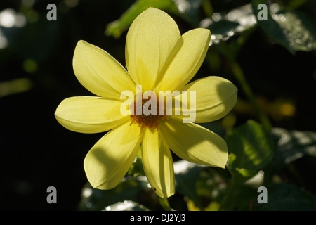 Dahlia Stock Photo