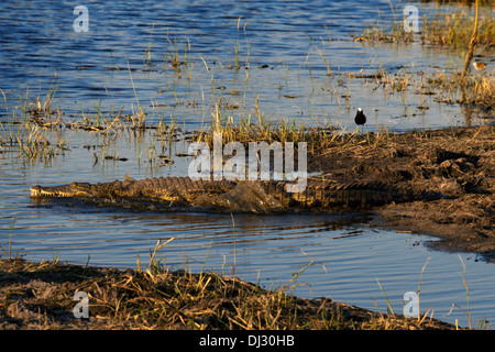 A crocodile is submerged in water near Camp Khwai River Lodge by Orient Express in Botswana, within the Moremi Game Reserve Wild Stock Photo