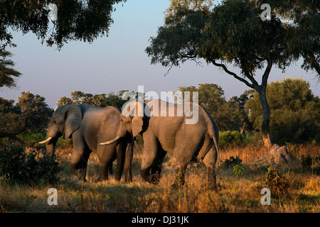 A herd of elephants at sunset near Camp Khwai River Lodge by Orient Express in Botswana, within the Moremi Game Reserve Wild. Stock Photo