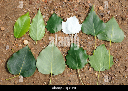 Poplar-leaves Stock Photo
