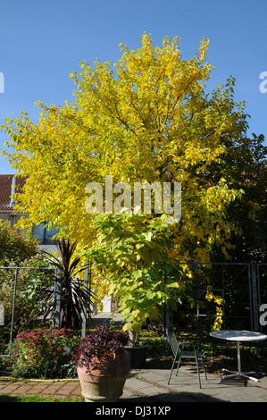 White mulberry Stock Photo