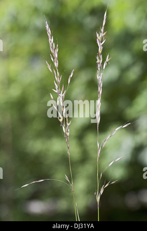 Arrhentherum elatius, False Oat-Grass Stock Photo
