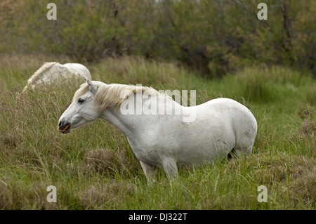 Semi-wild Camargue horses Stock Photo