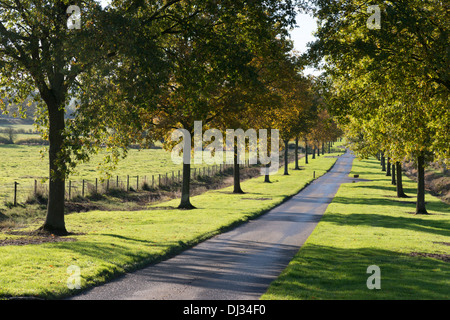 The road leading to Batsford Arboretum near Moreton in Marsh, The Cotswolds UK Stock Photo