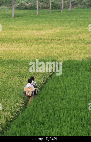 Indian boys walking home from school through ripe rice paddy field. Andhra Pradesh, India Stock Photo