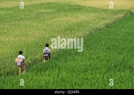 Indian boys walking home from school through ripe rice paddy field. Andhra Pradesh, India Stock Photo