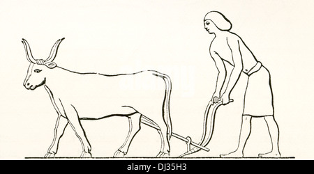 Ploughing with oxen in ancient Egypt. Stock Photo