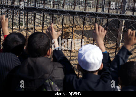 Beit Lahiya, Gaza Strip, Palestinian Territory, . 20th Nov, 2013. Palestinian children look on a male and a female lion as they lie in the sand at a zoo after the female gave birth to two cubs Three days earlier in Beit Lahiya town in the northern Gaza strip on 20 November 2013. The cubs' mother and father were smuggled into Gaza from Egypt four years ago to live in a Hamas public zoo Credit:  Ashraf Amra/APA Images/ZUMAPRESS.com/Alamy Live News Stock Photo