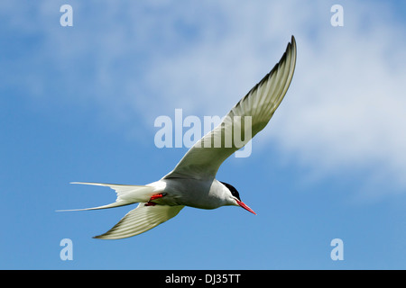 Arctic tern in flight against a blue sky, Farne Islands, Northumberland, England, UK Stock Photo