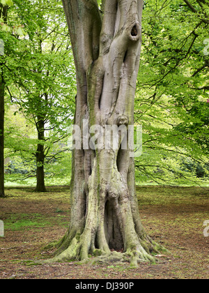 Trunk of a Beech Tree in the Park of De Paauw, Wassenaar, Holland Stock Photo