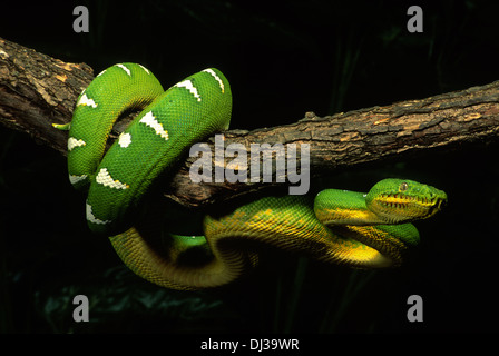 Emerald Tree Boa (Corallus canina) coiled around tree branch Stock Photo