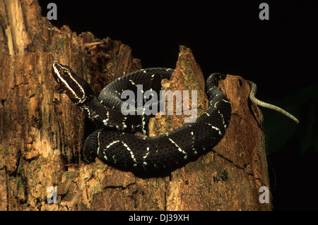 Cantil (Agkistrodon bilineatus bilineatus) on tree stump Stock Photo