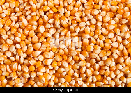 corn seeds many closeup background above Stock Photo