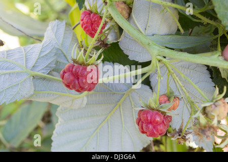 Ripe raspberries (Rubus idaeus) Stock Photo