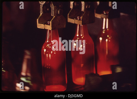 NEW BEER BOTTLES ON ASSEMBLY LINE AFTER BEING MOLDED FROM 100 5E OLD GLASS. PART OF A NEW GLASS RECYCLING PROCESS FOR . 703 Stock Photo