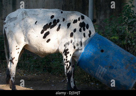 White and black cow investigating rubbish bin in Tiruvannamalai Arunachala Hill sacred to Hindus and worshipers of Lord Siva Stock Photo