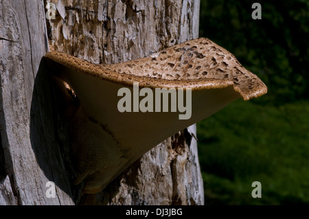 Dryad's Saddle (Polyporus squamosus) tree fungus Stock Photo