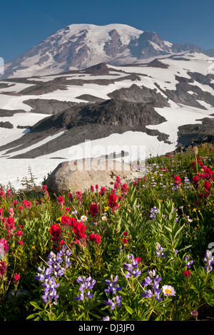 Mount Rainier above flower meadows on Mazama Ridge before sunrise, Mount Rainier National Park, Washington. Stock Photo