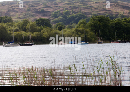 View across Lake Windermere Lake District National Park. Woodland on the banks and reeds in foreground. Moored yachts on banks Stock Photo
