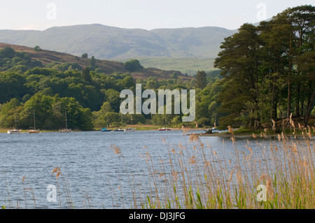 View across Lake Windermere Lake District Scots Pine woodland on banks reeds in foreground yachts in distance fells backdrop Stock Photo