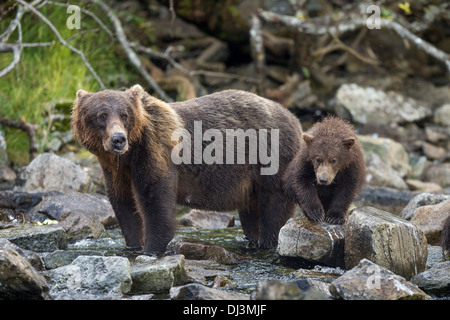 USA, Alaska, Katmai National Park, Coastal Brown Bear and spring cub (Ursus arctos) standing along salmon spawning stream Stock Photo