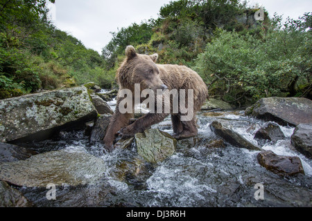 USA, Alaska, Katmai National Park, Wide-angle view of Coastal Brown Bear (Ursus arctos) photographed by remote camera Stock Photo