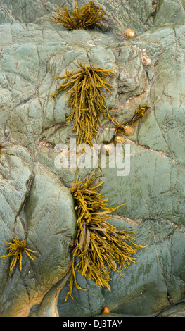 Seaweed and pebbles on rocks, Kilmore, County Wexford, Ireland Stock Photo
