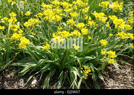 Golden Garlic Stock Photo