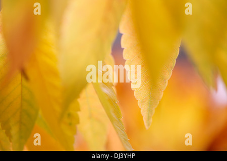 beautiful autumn hues of the zelkova serrata keyaki leaves  Jane-Ann Butler Photography  JABP961 Stock Photo