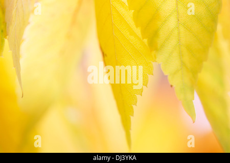 beautiful autumn colours of the zelkova serrata keyaki leaves  Jane-Ann Butler Photography  JABP960 Stock Photo