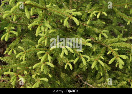 Picea abies, Fichte, spruce Stock Photo