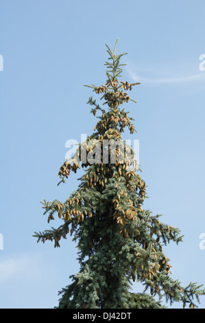 Blue Spruce Stock Photo