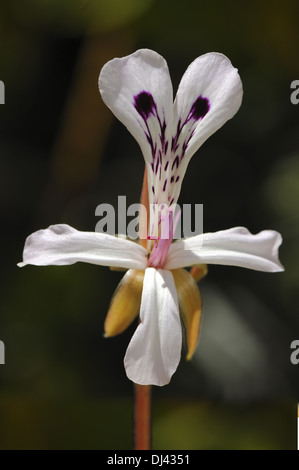 Single flower of Pelargonium spinosum Stock Photo