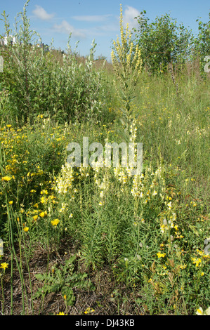 Common Toadflax Stock Photo