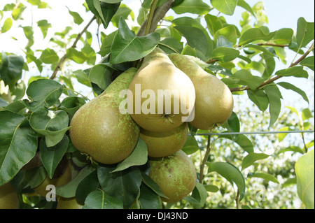 Pyrus communis Conference, Birnen, pears Stock Photo