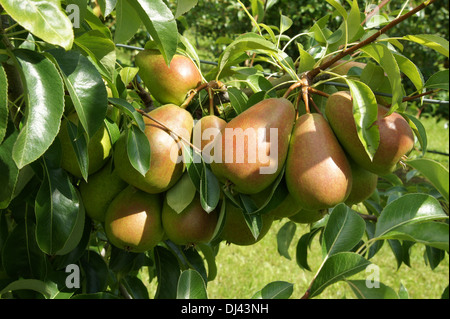 Pyrus communis Gute Luise, Birnen, pears Stock Photo