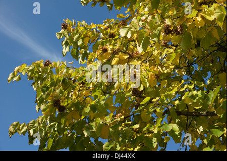 Corylus colurna, Baumhasel, turkish hazel Stock Photo