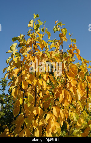 Magnolia denudata, Yulan Magnolie Stock Photo